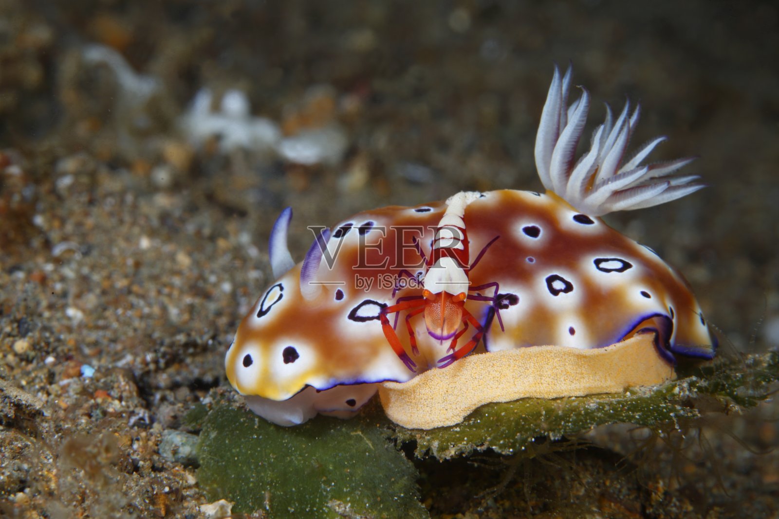 菲律宾的裸鳃动物照片摄影图片
