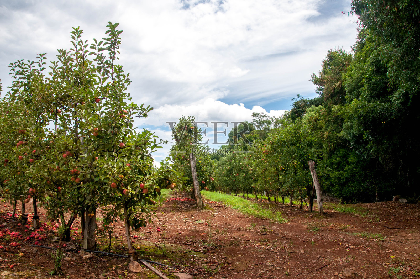以云为背景的苹果树照片摄影图片