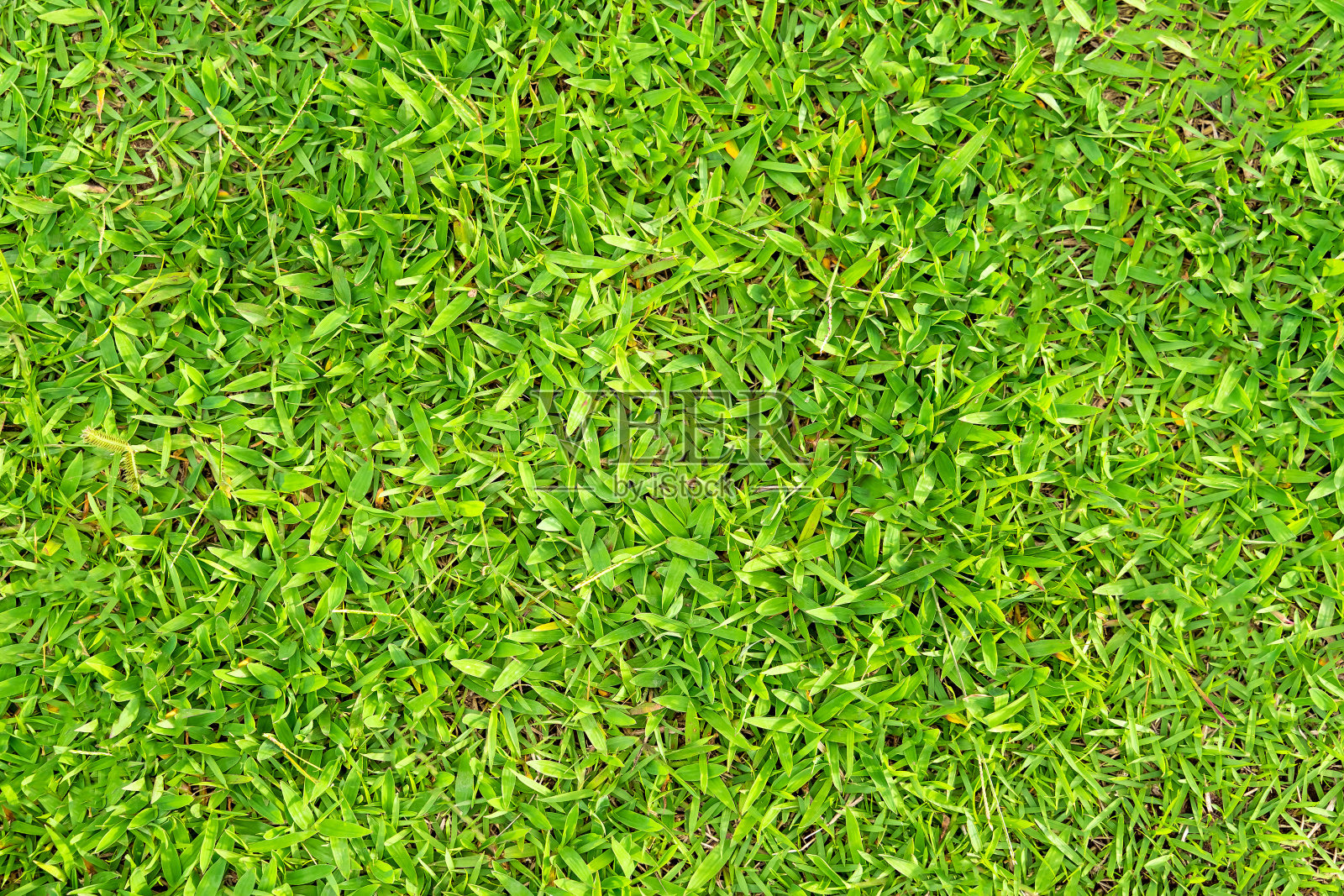 绿草纹理的背景。绿色草坪图案和纹理背景。照片摄影图片
