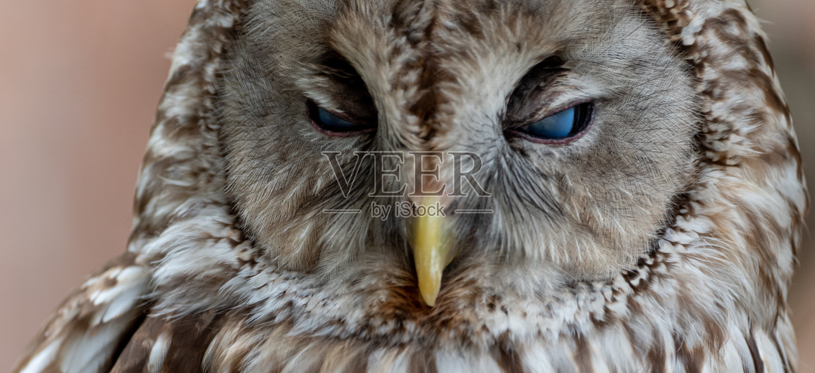 猫头鹰照片摄影图片