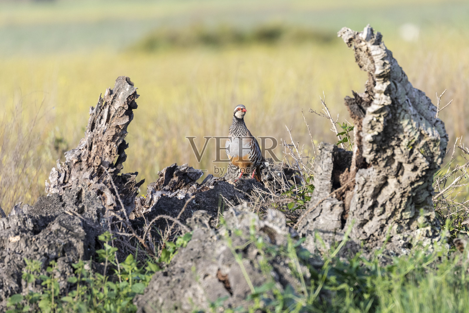 红腿鹧鸪,Alectoris rufa -科多Doñana,西班牙照片摄影图片