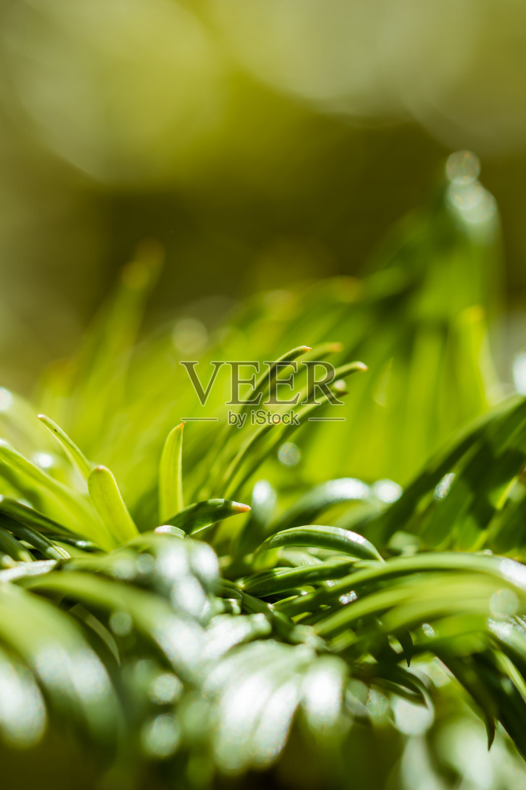 布什照片摄影图片