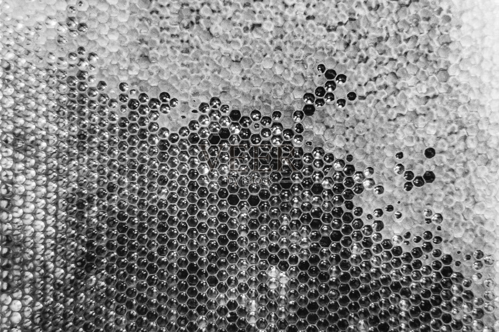 蜂窝照片摄影图片