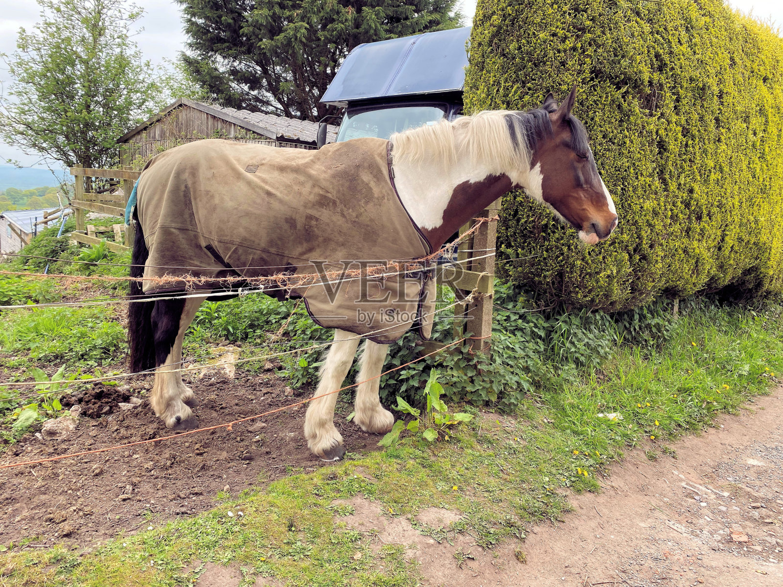一匹马的近景照片摄影图片