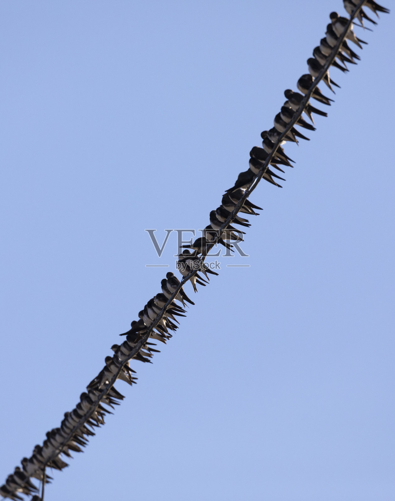 电线上对角线排列的马丁斯家族。照片摄影图片