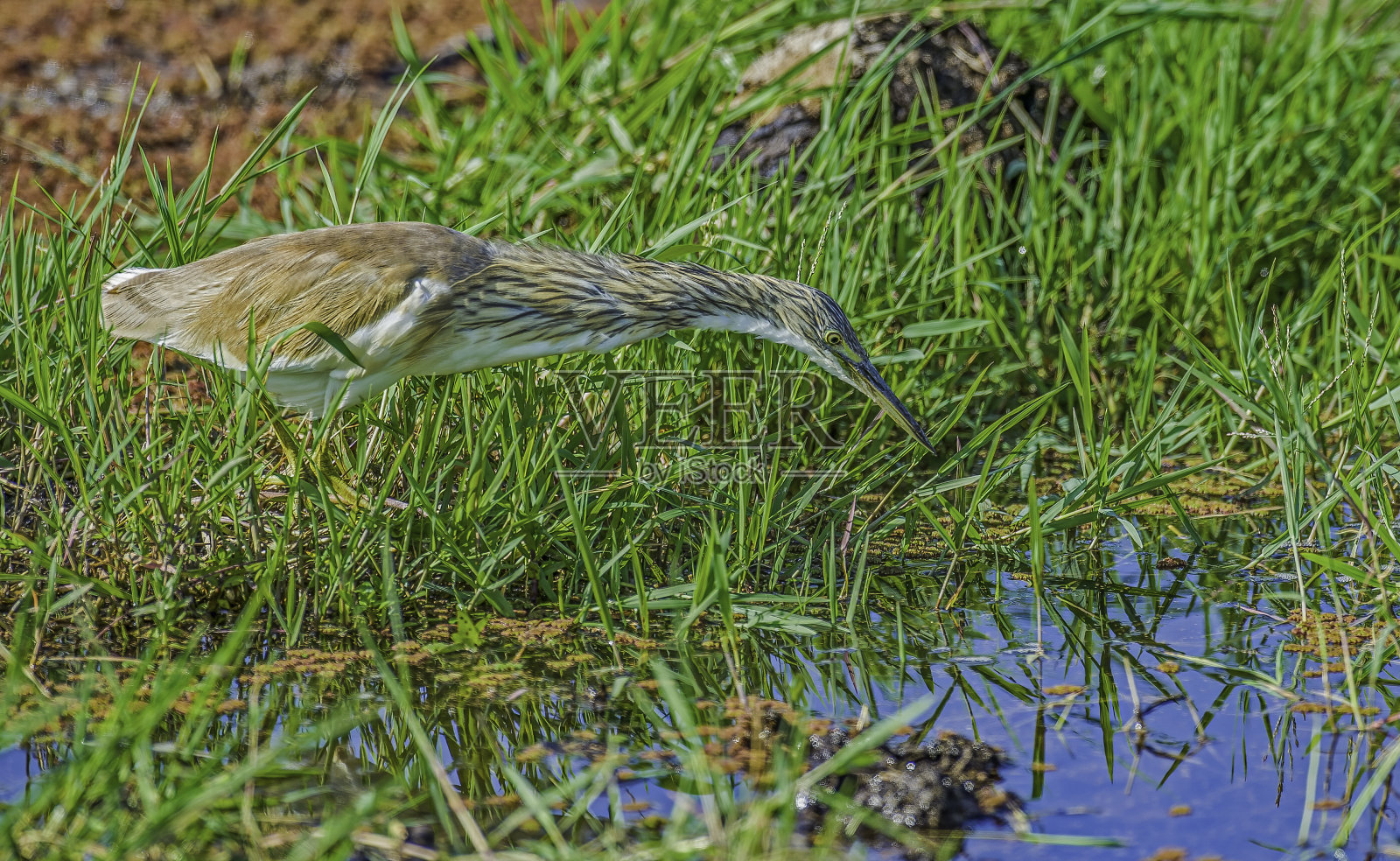 苍鹭,Ardeola ralloides,是一种小苍鹭。生活在肯尼亚安博塞利国家公园的鹈鹕目。照片摄影图片