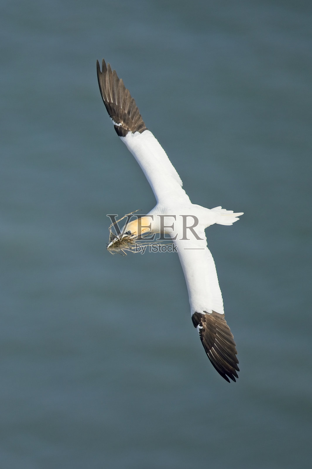 塘鹅飞行和收集筑巢材料照片摄影图片