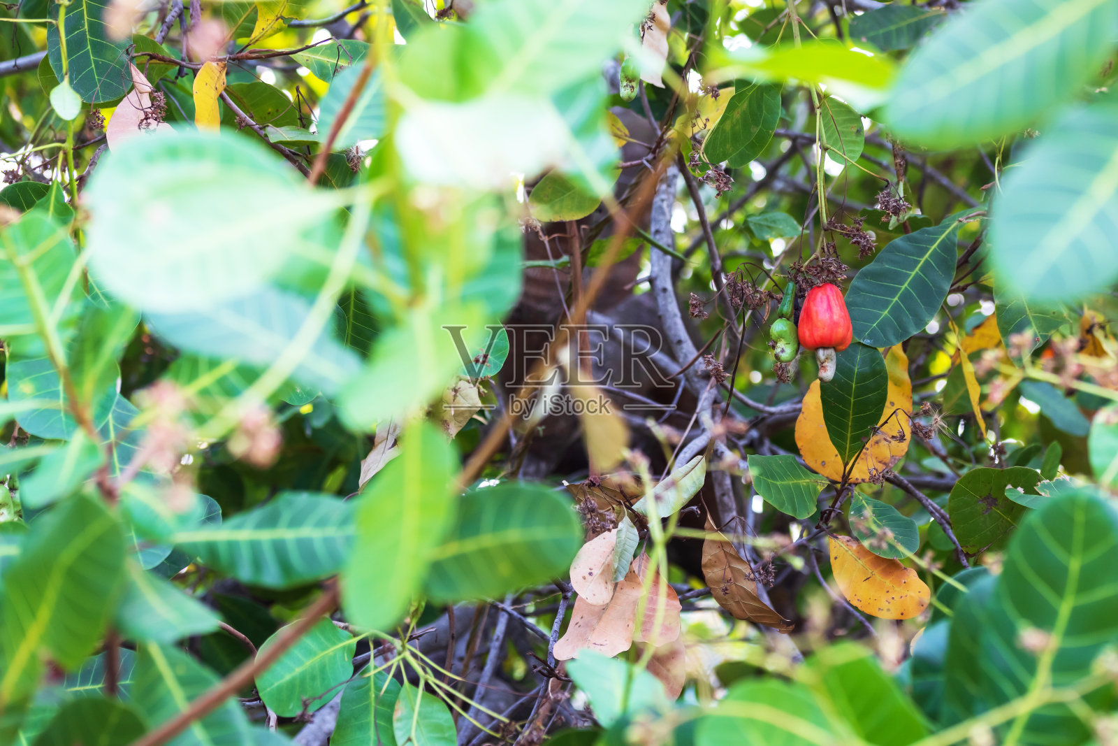 红色腰果和腰果坚果在树上,绿色腰果的叶子。照片摄影图片
