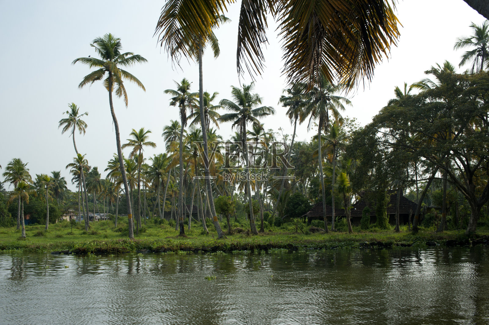 在Alappuzha回水运河岸边的棕榈树种植园照片摄影图片