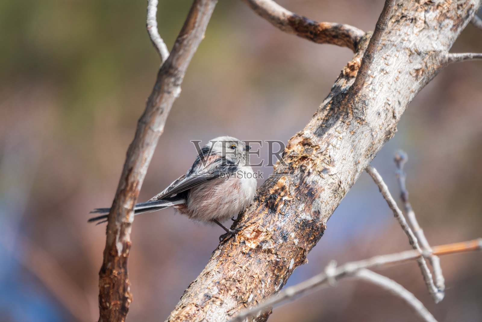 欧洲长尾山雀,拉丁名Aegithalos caudatus。落在落叶林树枝上的鸟照片摄影图片