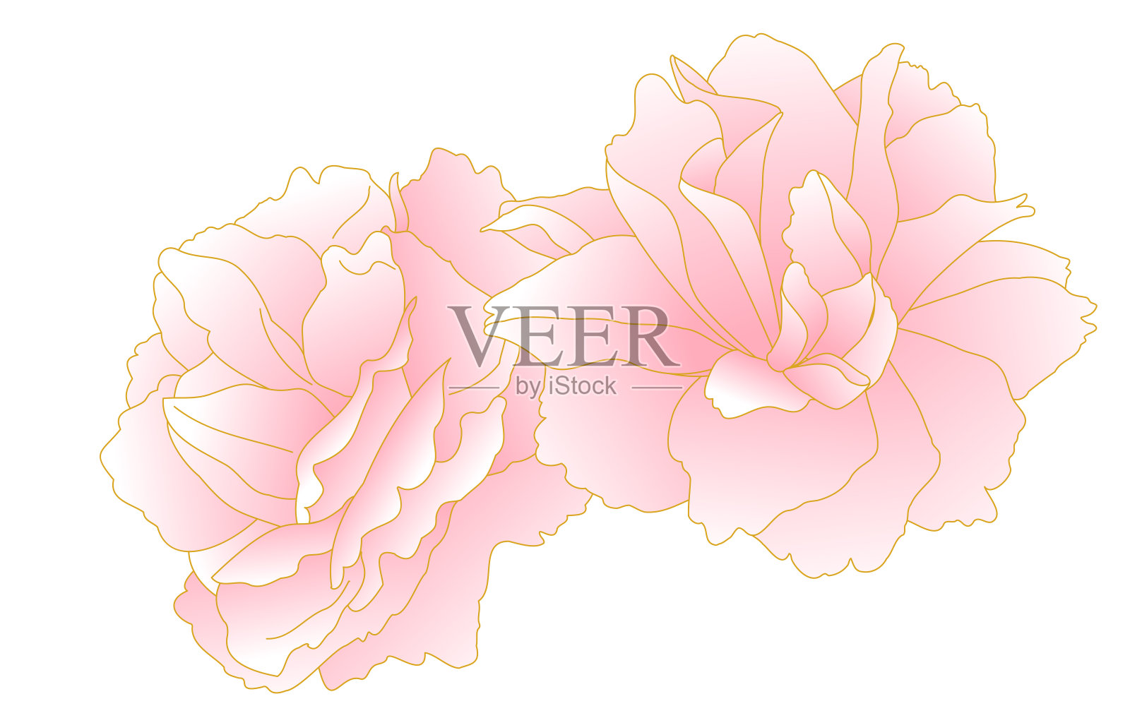 春天的花和植物,丛生的粉红色梯度重花樱桃(牡丹樱桃)。插画图片素材