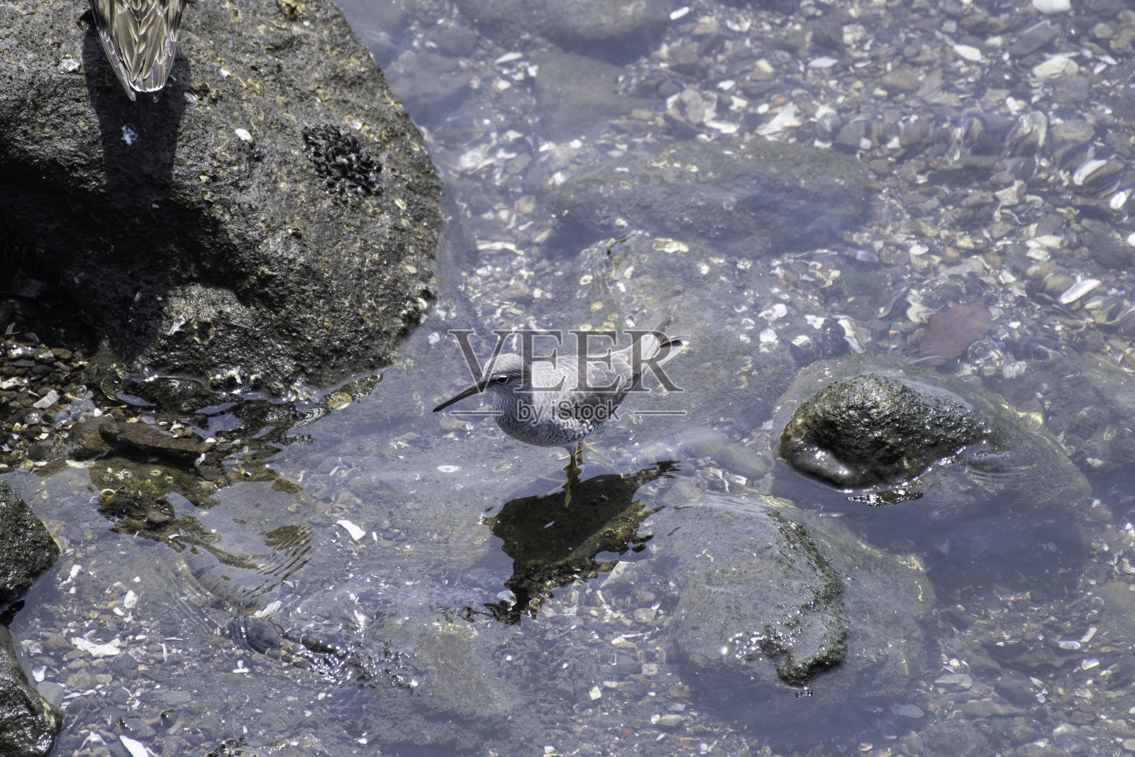 运河上的灰尾搬弄是非者照片摄影图片