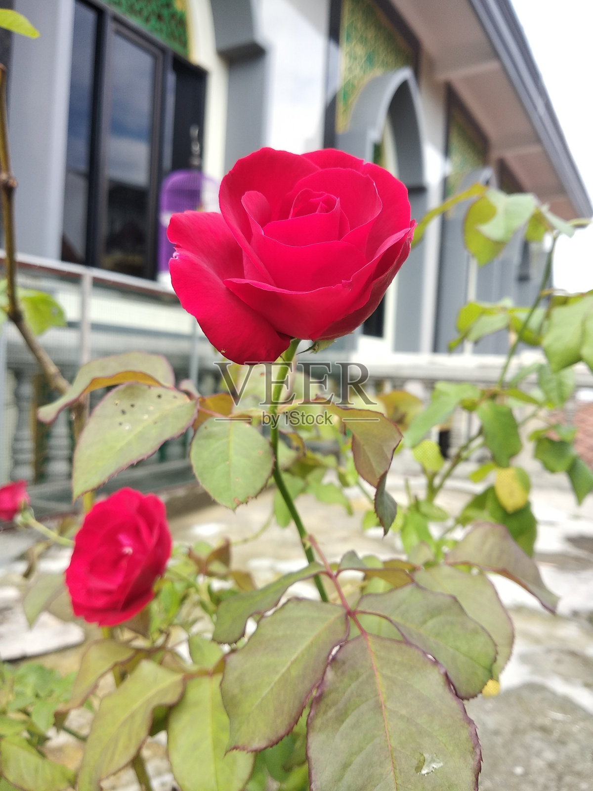 红玫瑰照片摄影图片