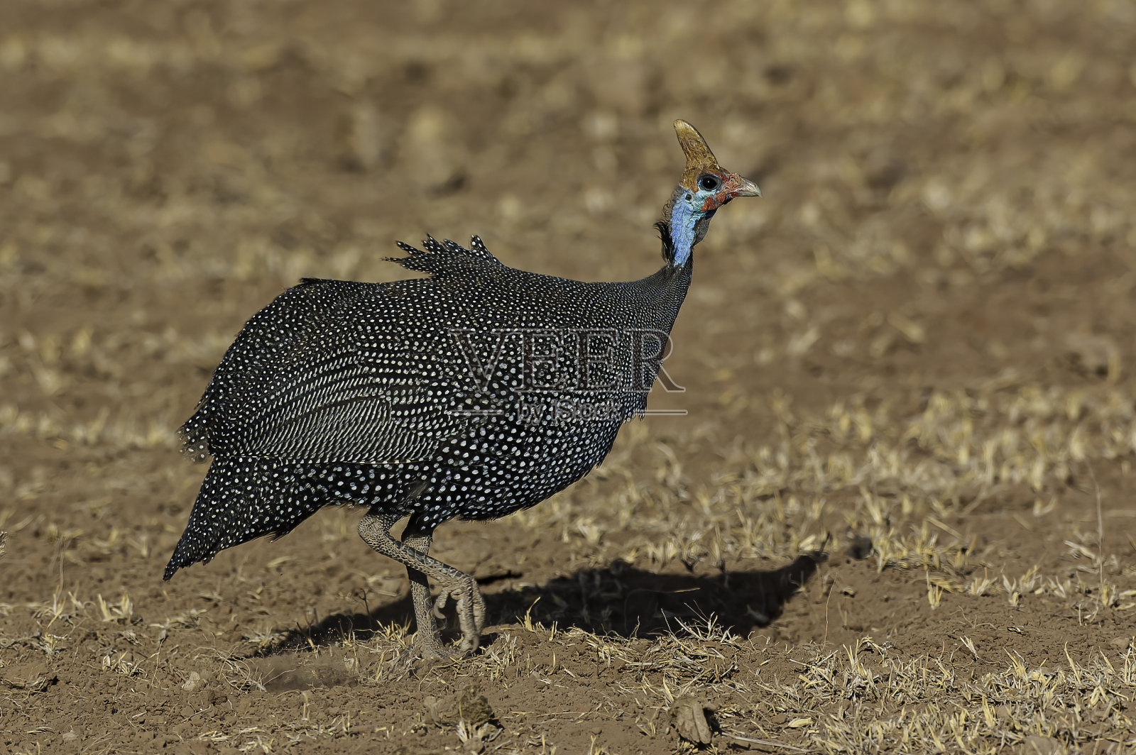 带盔珍珠鸡,努米达,属努米达科。肯尼亚安博塞利国家公园。鸡形目。照片摄影图片