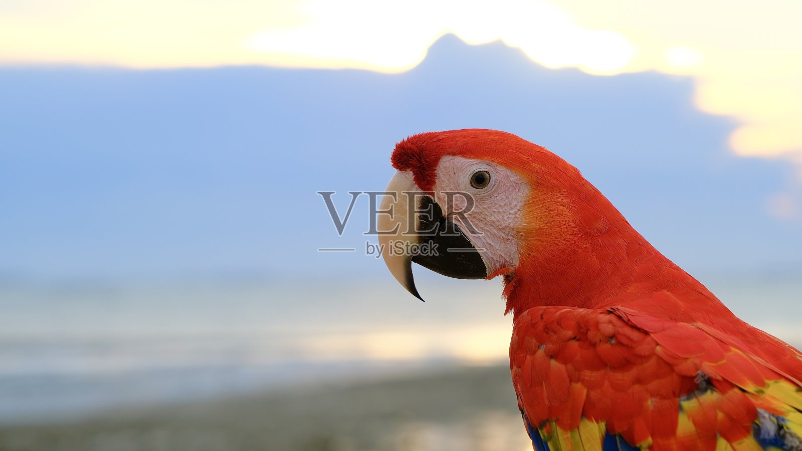 选择性聚焦红蓝金刚鹦鹉照片摄影图片