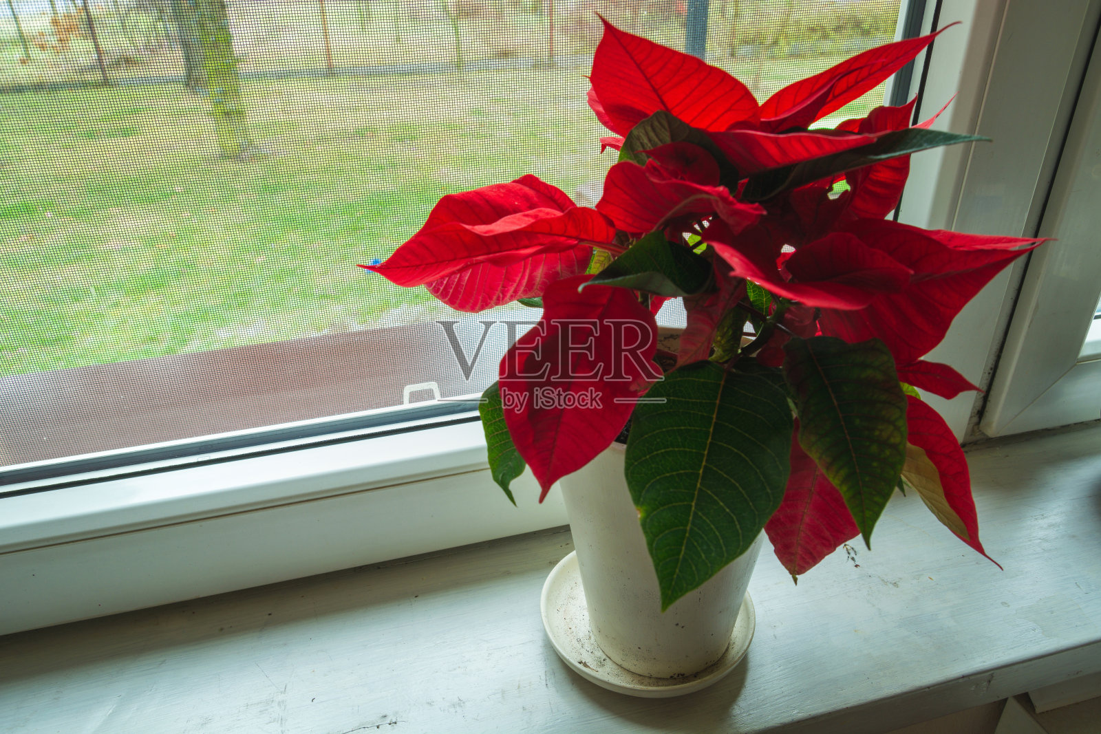 一品红放在窗台上的花盆里照片摄影图片