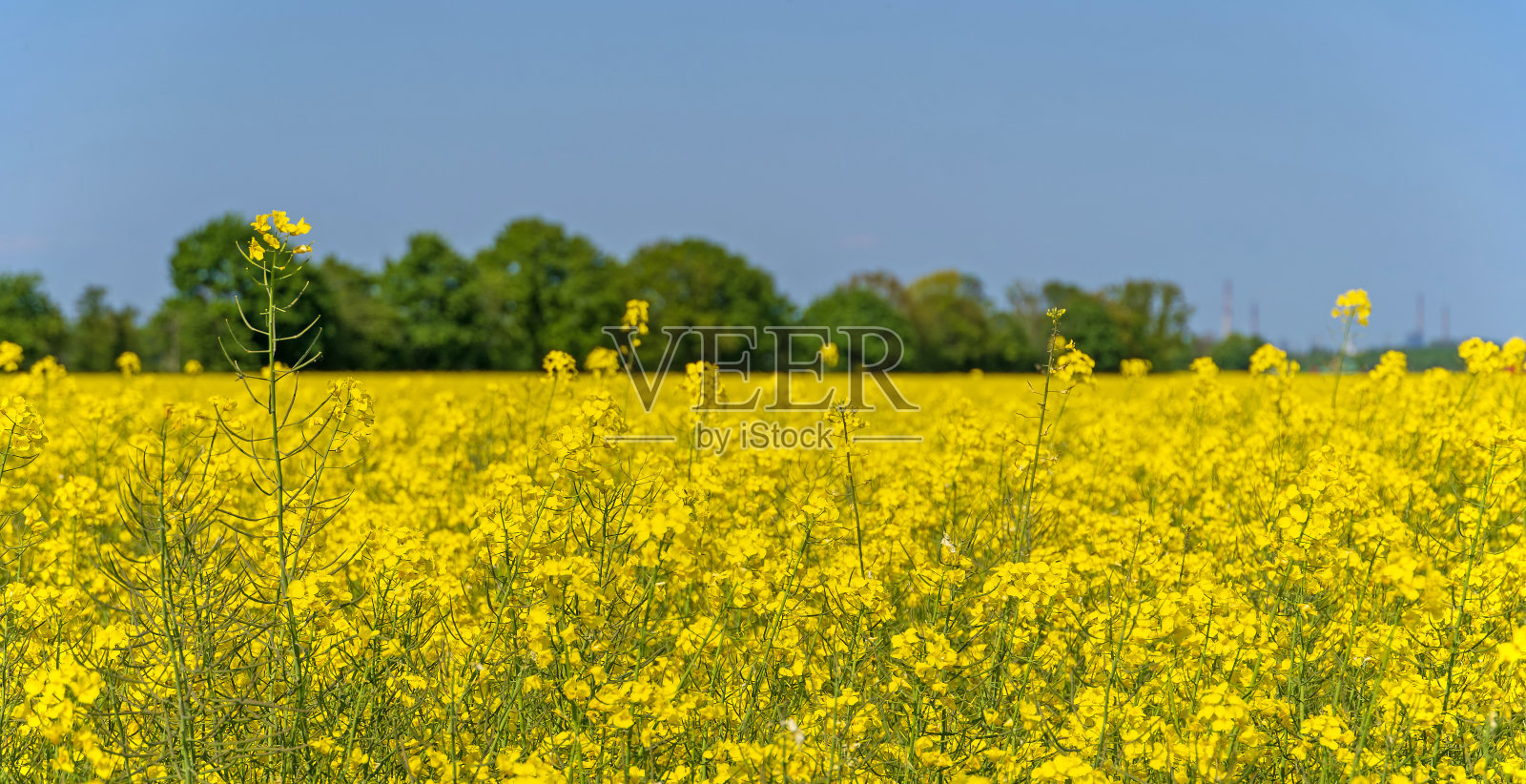 油菜领域照片摄影图片