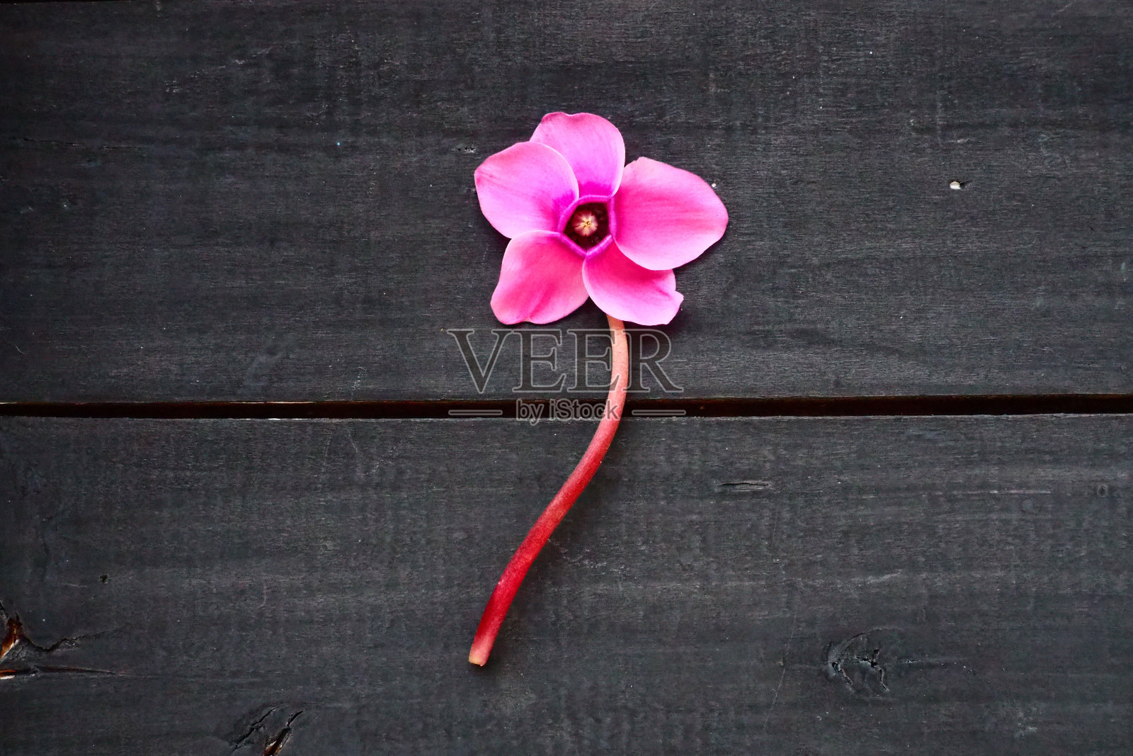 仙客来花在黑色破旧的木制背景。一朵花有五瓣,茎无叶。副本的空间。美丽的花卡与仙客来。法国普罗旺斯的乡村田园风格照片摄影图片
