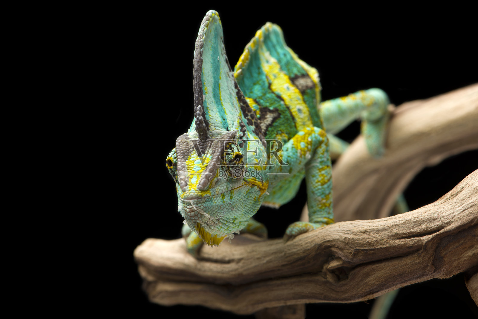 黑色背景下的彩虹高冠变色龙照片摄影图片