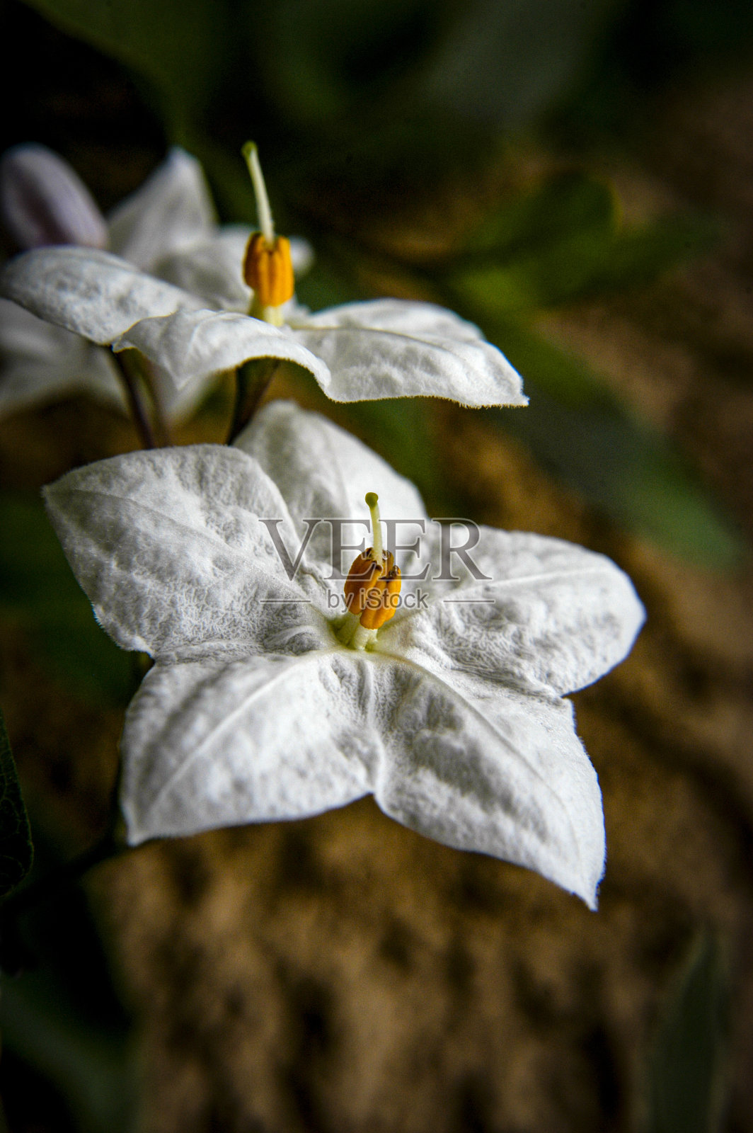 一张土豆藤花在阳光下开放的特写。照片摄影图片