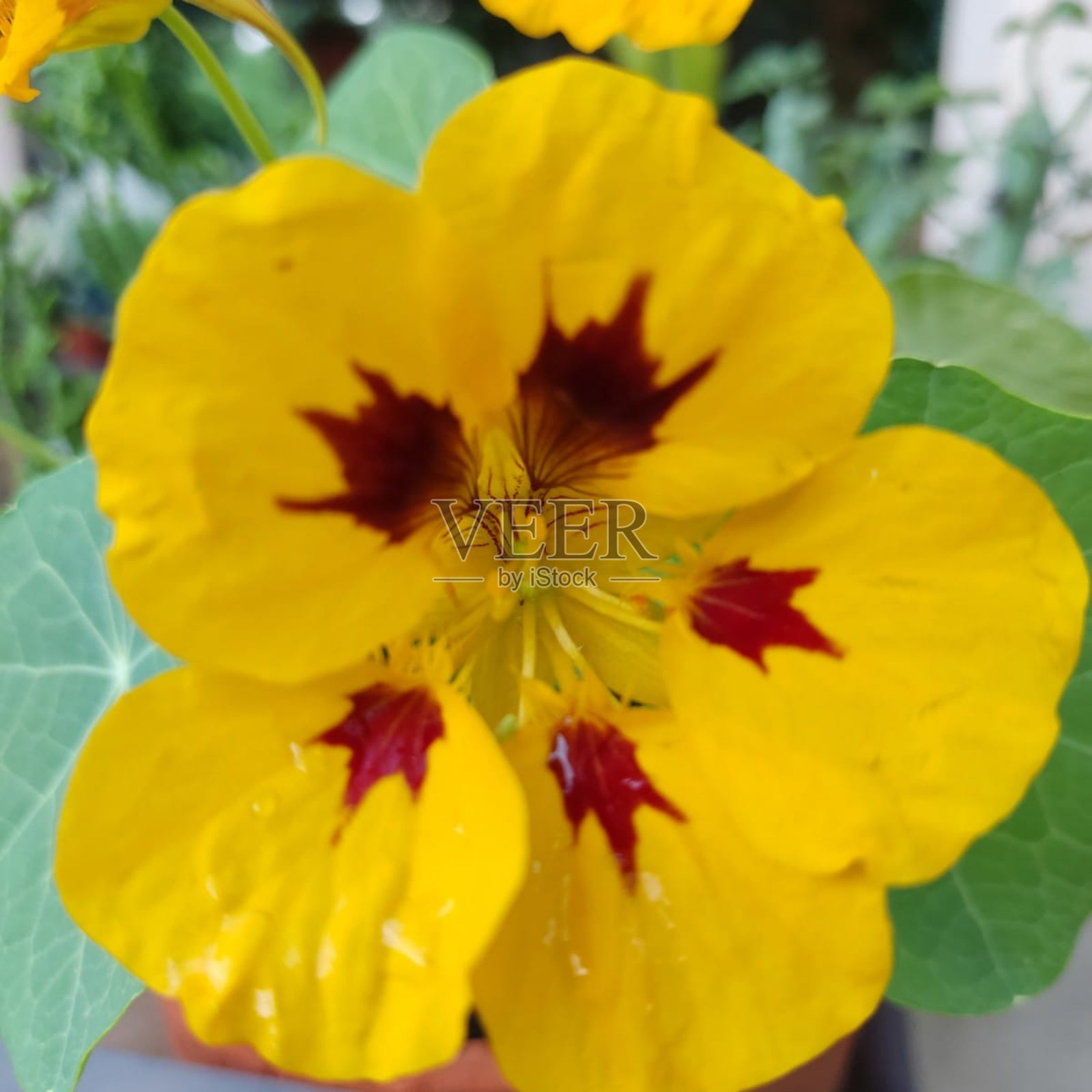 花照片摄影图片