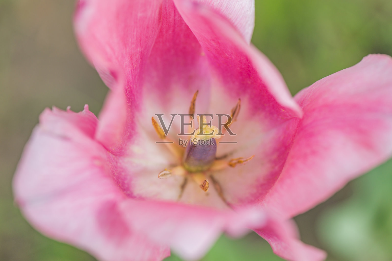 一个明亮盛开的花园郁金香的特写照片摄影图片