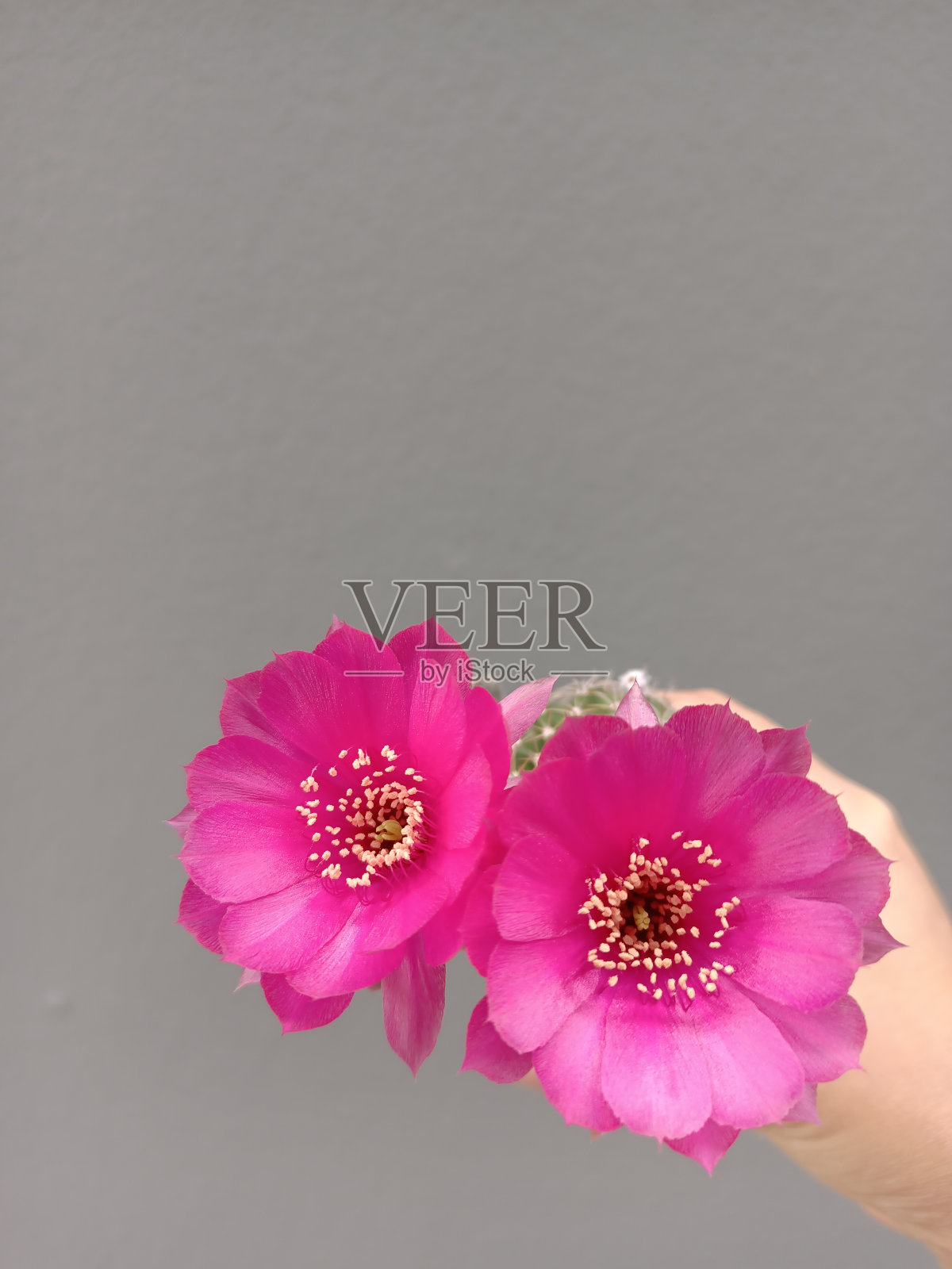 灰色背景的花照片摄影图片