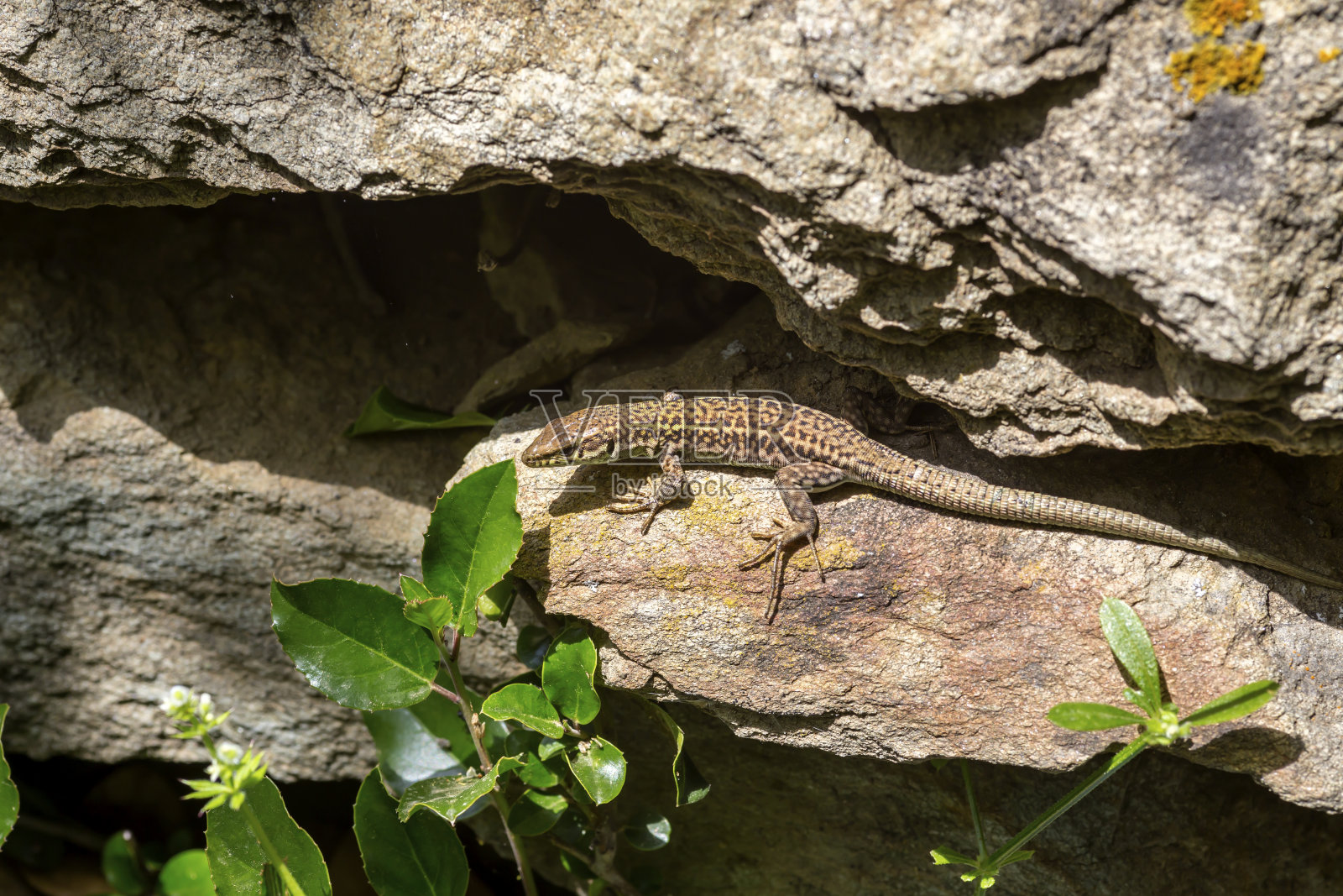 阳光明媚的日子里,艾哈德的壁虎(Podarcis erhardii syrinae)坐在一块石头上照片摄影图片
