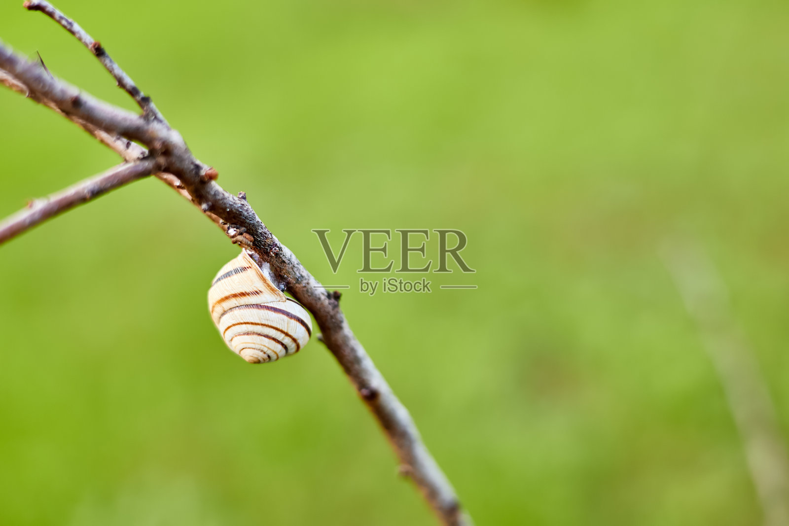 近景蜗牛粘在树枝上模糊的背景照片摄影图片