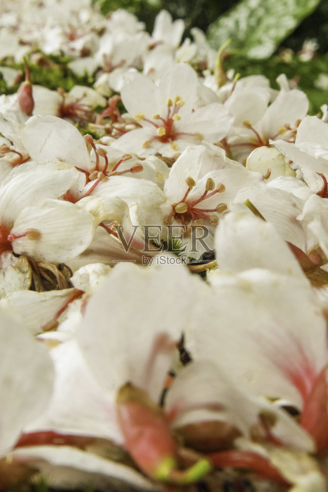 台湾美丽的桐花照片摄影图片