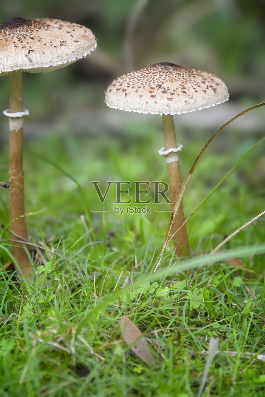 森林里的小毒菌照片摄影图片