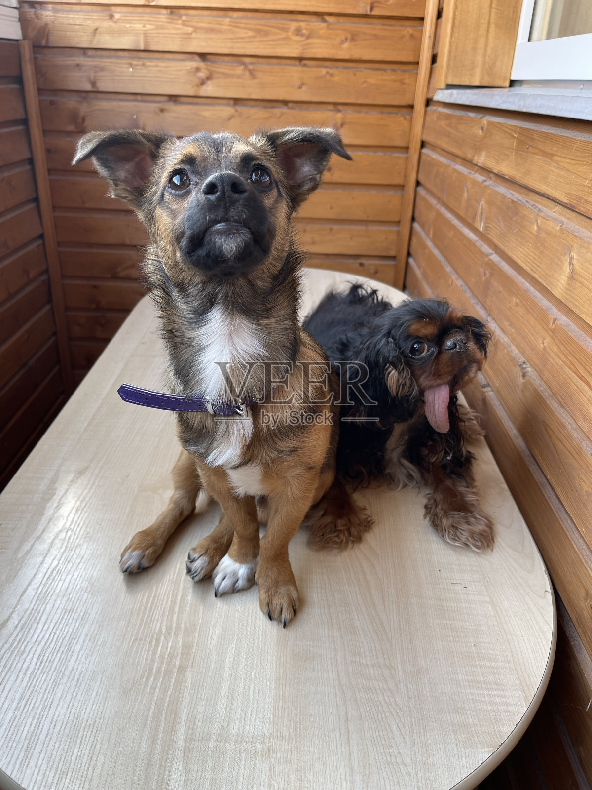 狗和狗照片摄影图片