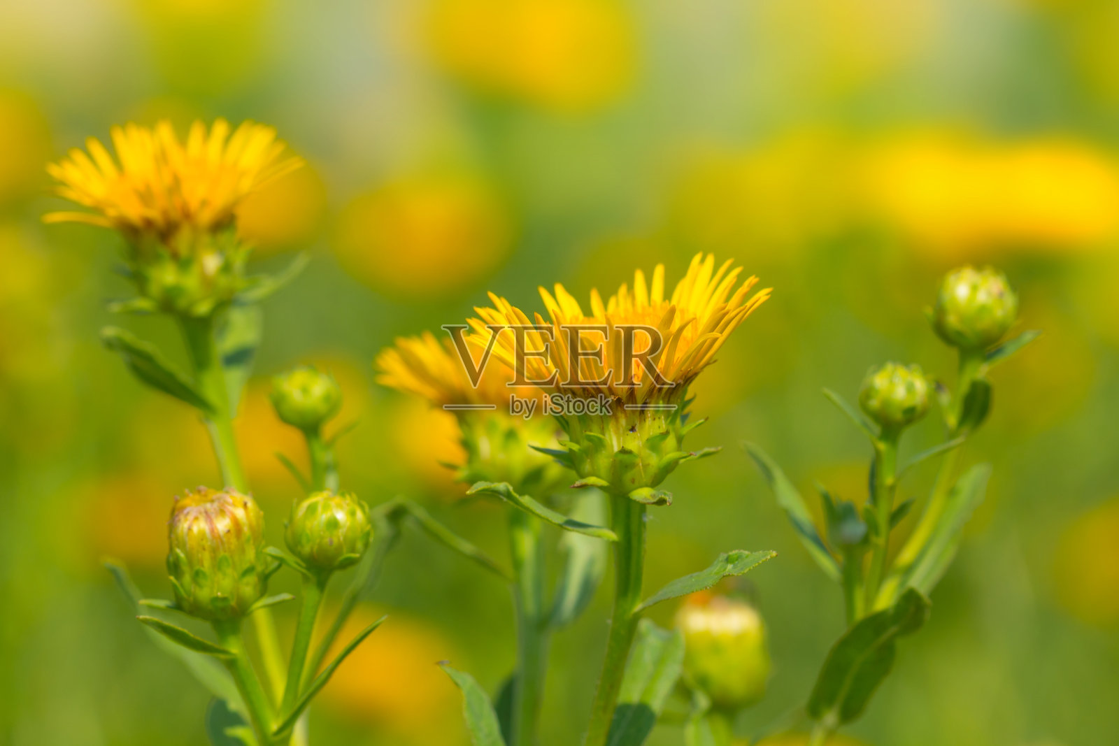 夏日黄色花朵特写照片摄影图片