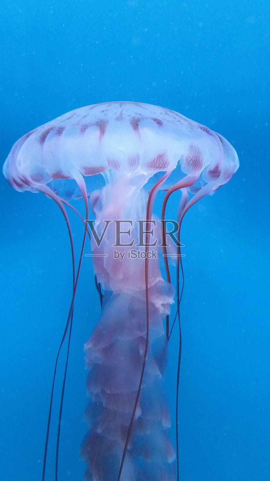 粉红太平洋海荨麻照片摄影图片