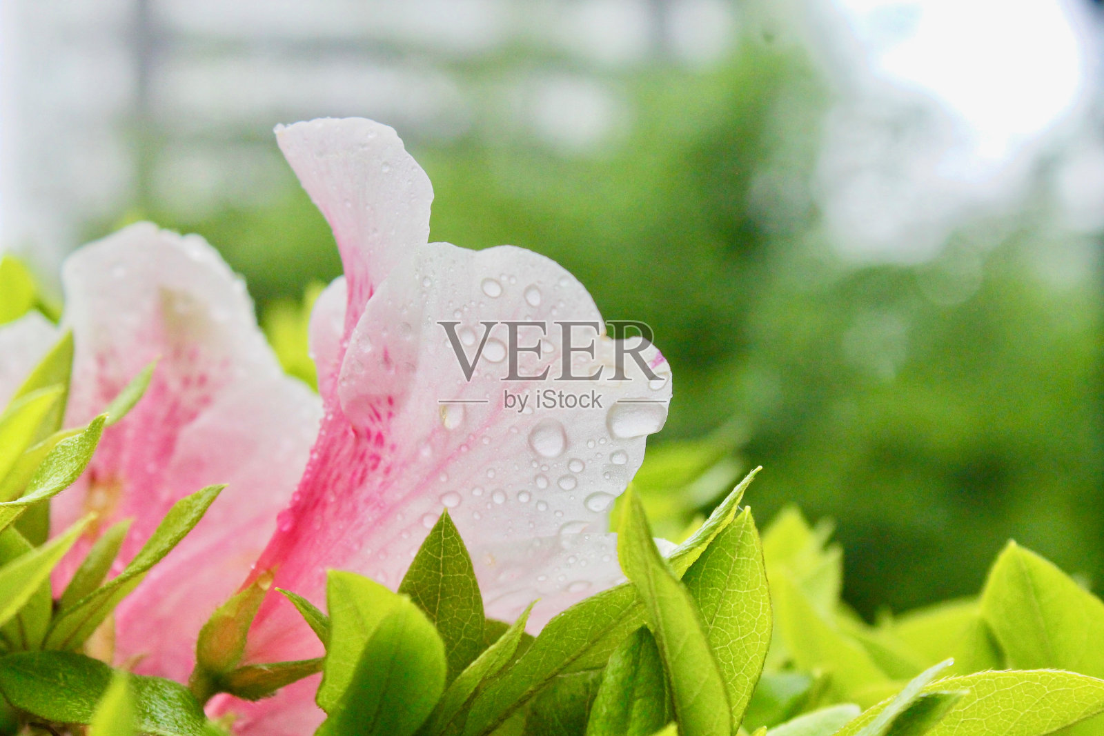 杜鹃花照片摄影图片