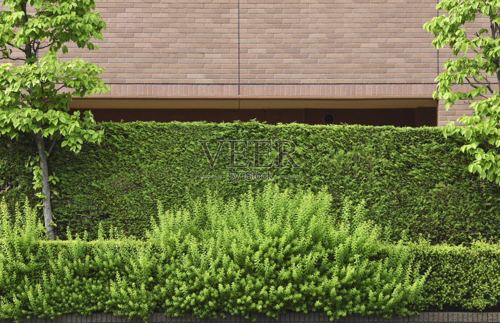 公寓种植,鲜绿季节。照片摄影图片