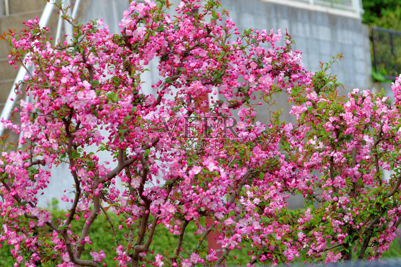 海棠/海棠照片摄影图片