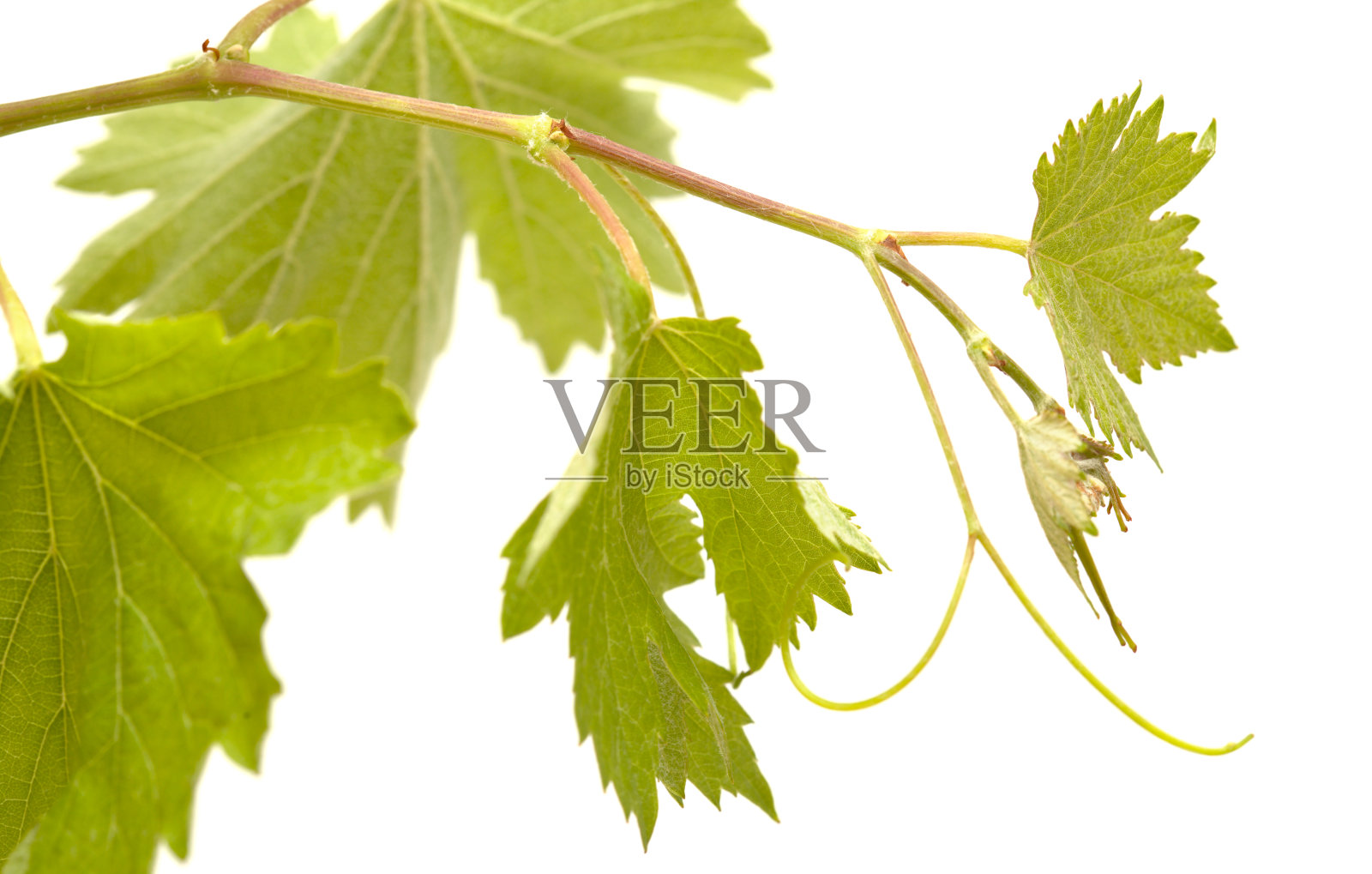 大加那利的葡萄栽培-葡萄植株上的新芽照片摄影图片