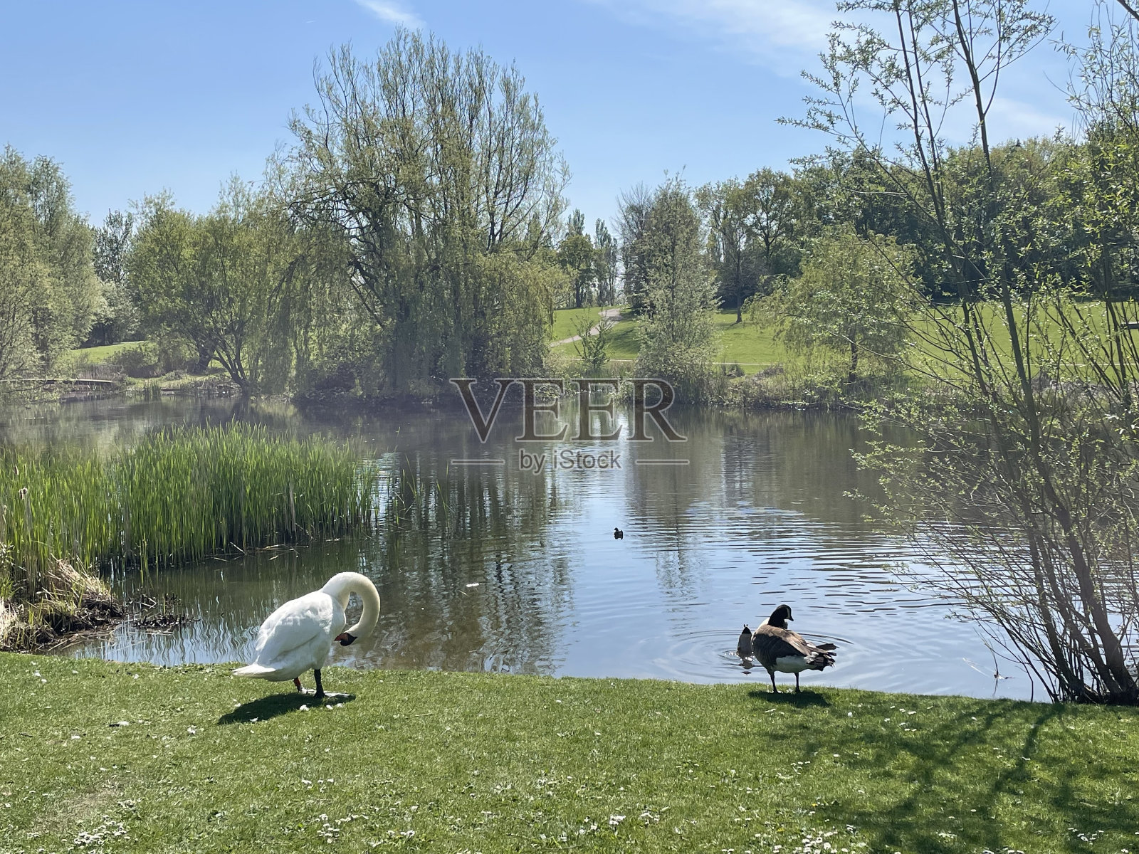放松的天鹅照片摄影图片