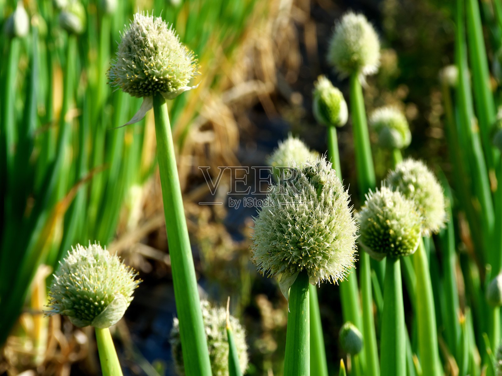 田野中盛开的葱头的特写照片摄影图片