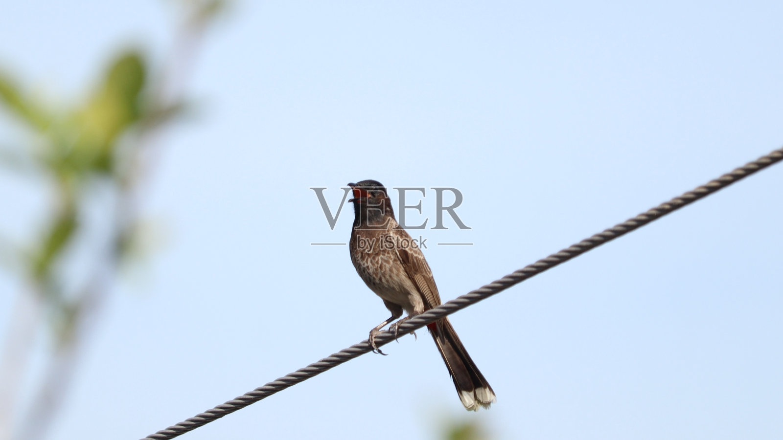 球茎鸟照片摄影图片