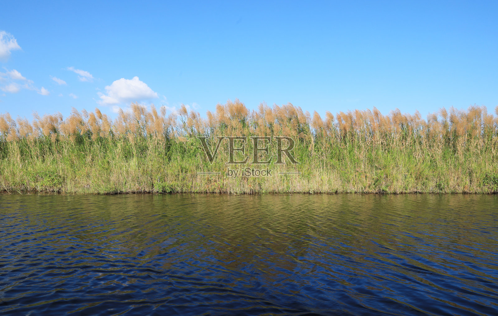 大自然的背景与海岸芦苇和闪光的湖水与蓝色的天空照片摄影图片