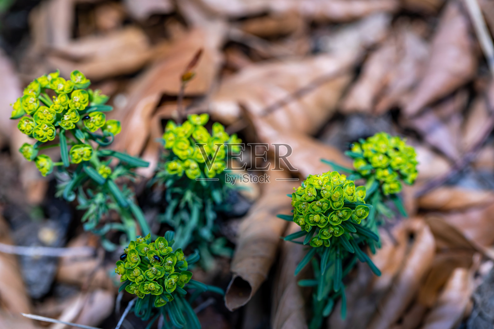 大戟花生长在草甸,宏观照片摄影图片
