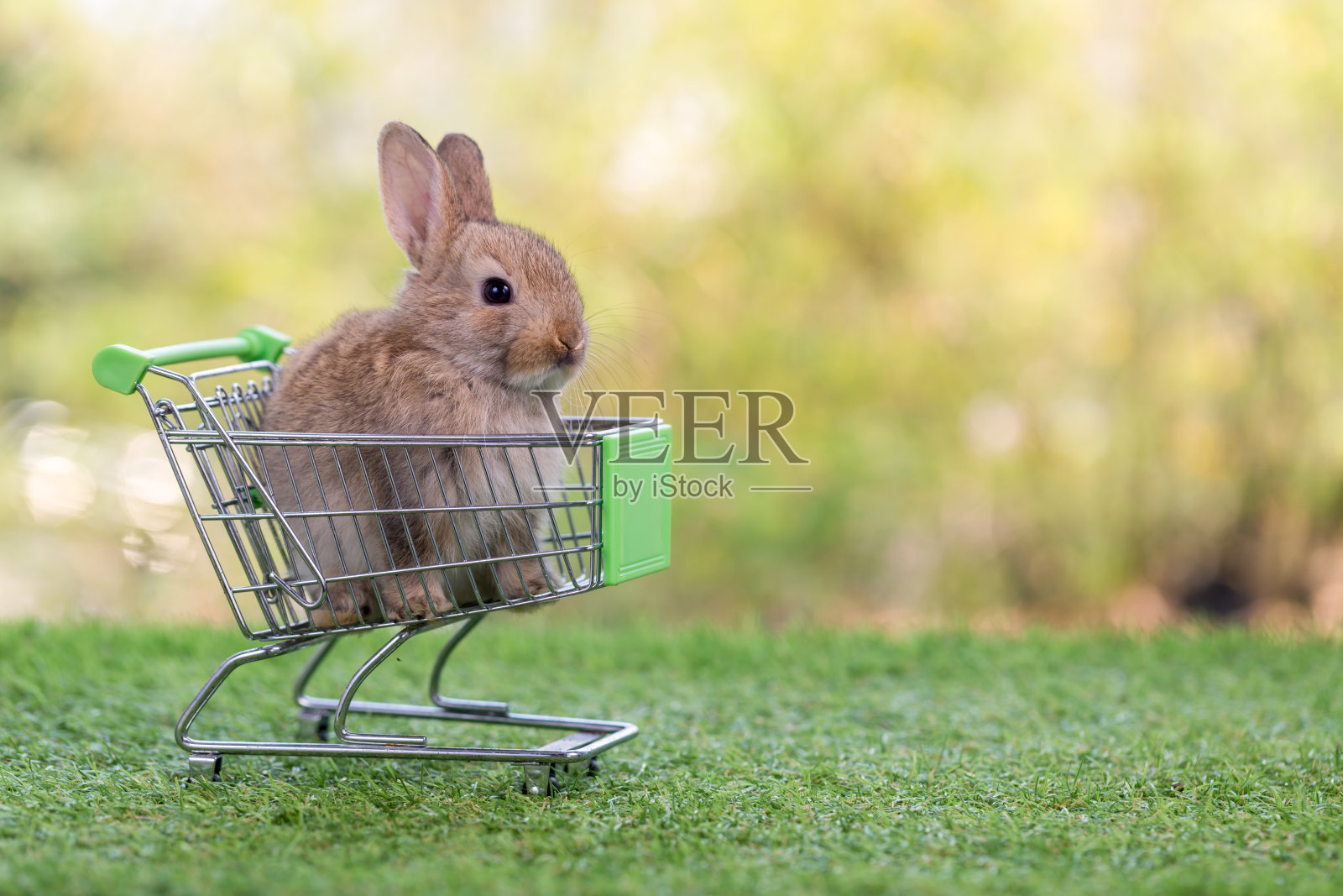 小兔子与购物车在绿色的草地和散景的背景。可爱可爱的新生兔子作为网购概念。可爱的小兔子复活节毛茸茸的小兔子。照片摄影图片