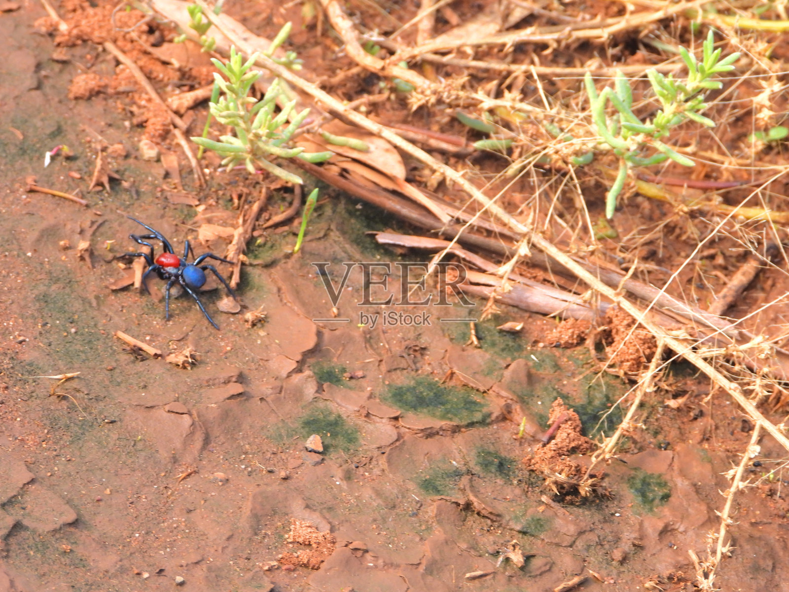 澳大利亚新南威尔士州的Cargelligo湖照片摄影图片