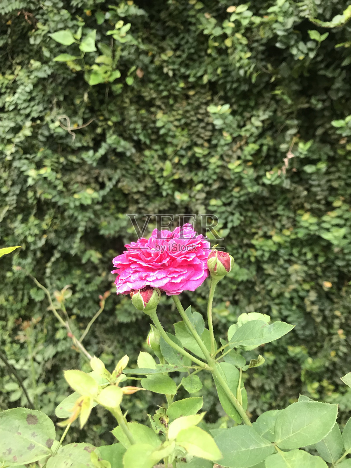 玫瑰照片摄影图片