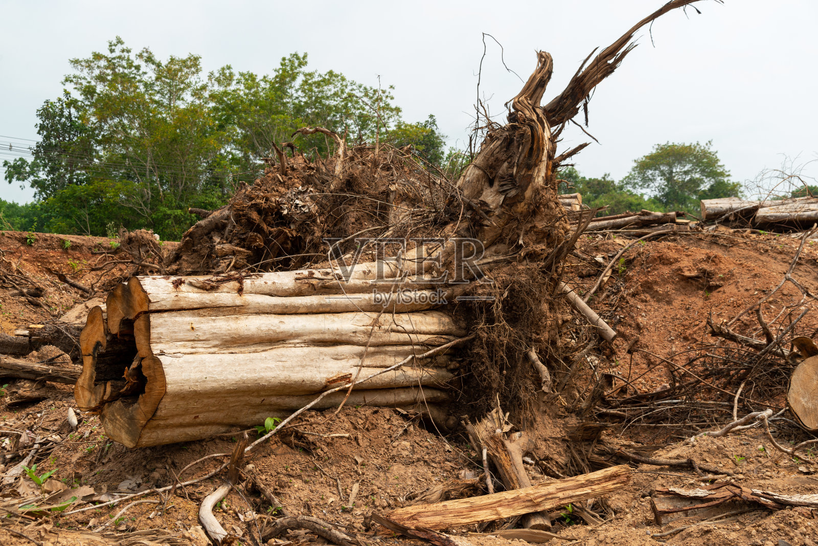 一棵倒下的树,一棵被撕裂的树,树根从地下冒出来,躺在地上。照片摄影图片