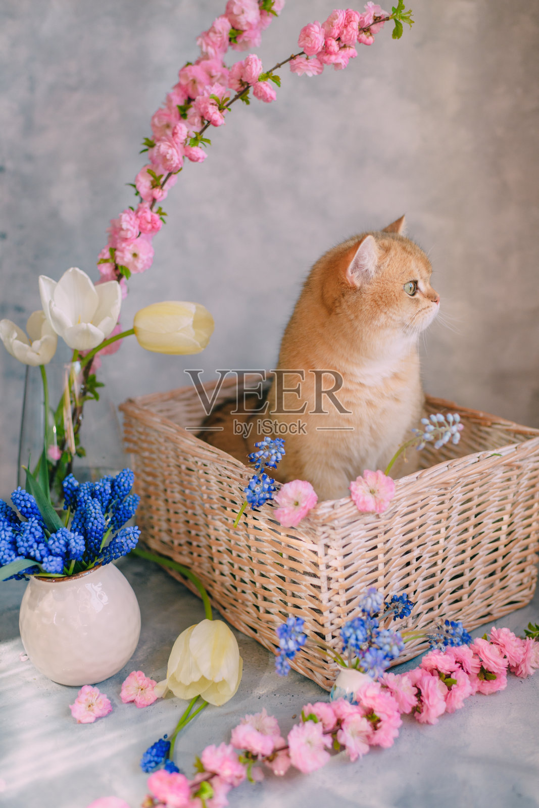 一只家养的红猫,在灰色背景的花篮里照片摄影图片