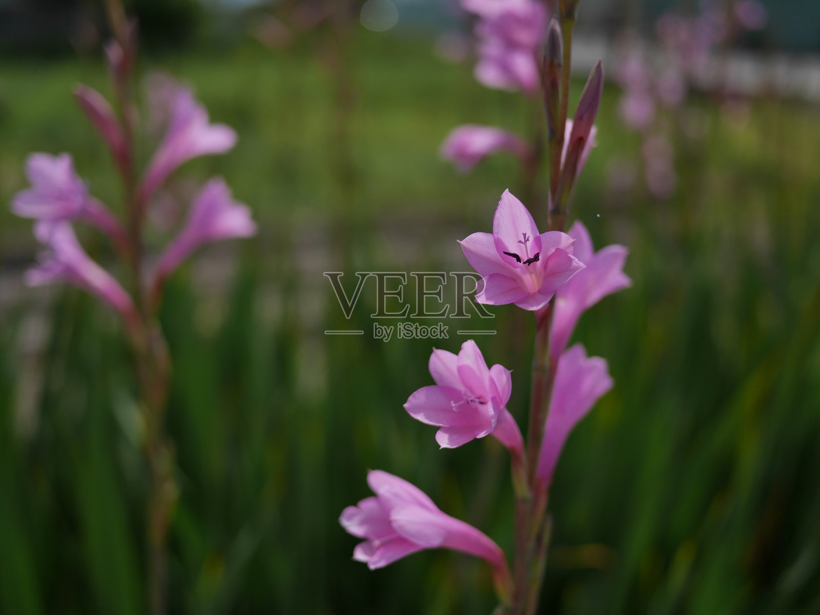 粉红色的沃特森花盛开在田野里照片摄影图片