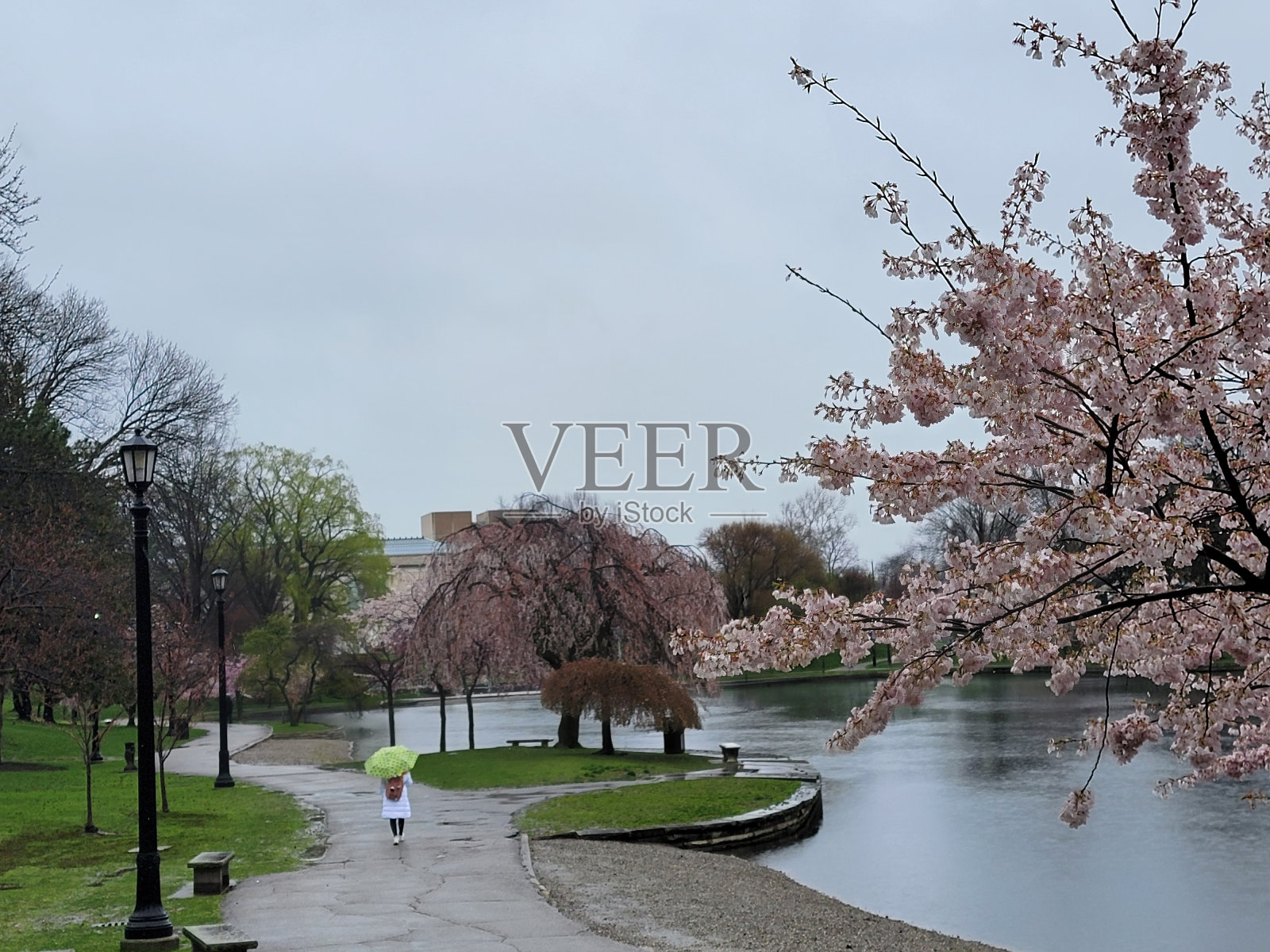 走过樱花树的人照片摄影图片